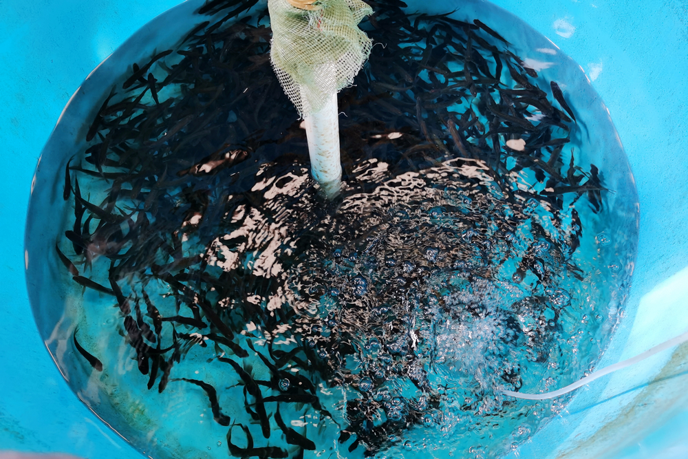 完成訓練和標記的待放流魚(yú)苗.jpg
